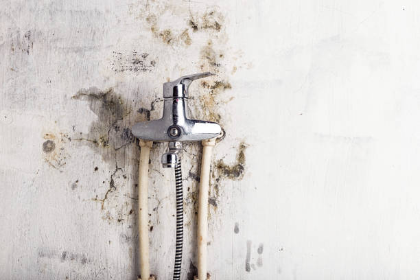 Best DIY Mold Remediation Support Services in Cheney, WA