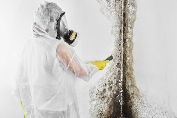 Best Localized Mold Remediation (e.g., coastal areas, humid climates) in Cheney, WA