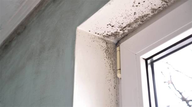 Best White Mold Remediation in Cheney, WA