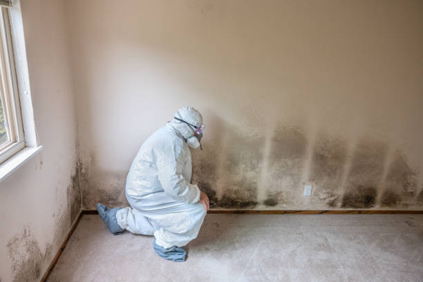 Best Attic Mold Remediation in Cheney, WA