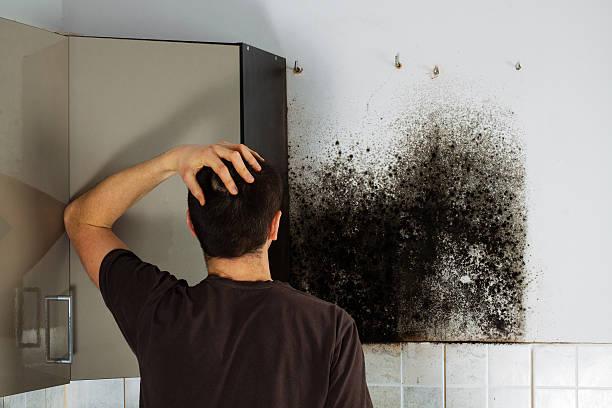 Best Emergency Mold Remediation in Cheney, WA