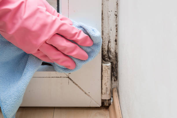 Best Crawl Space Mold Remediation in Cheney, WA